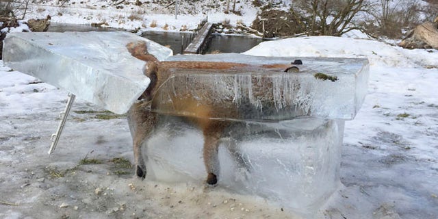 A block of ice containing a drowned fox who broke through the thin ice of the Danube river four days earlier sits on the bank of the Danube river in Fridingen, southern Germany, Friday, Jan. 13, 2017. (Johannes Stehle/dpa via AP)