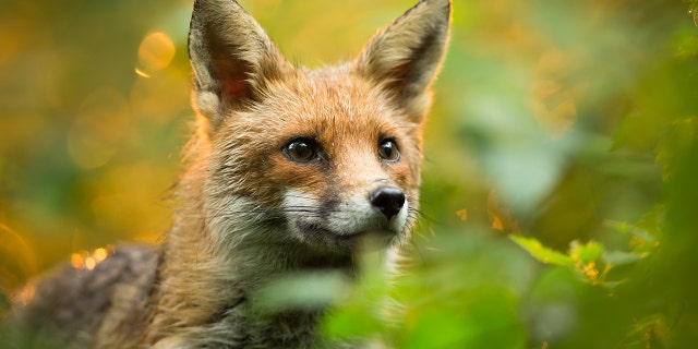 An adorable fox was caught on video stealing pizza from a car