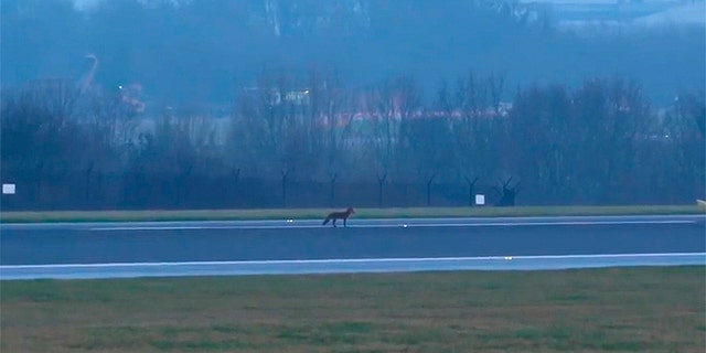A fox on the runway reportedly halted operations at Manchester Airport in England.