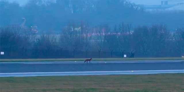 A fox on the runway reportedly halted operations at Manchester Airport in England.