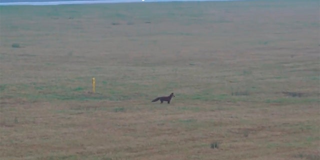 The fox scurried across the grass after running down the tarmac before being chased by a security van.