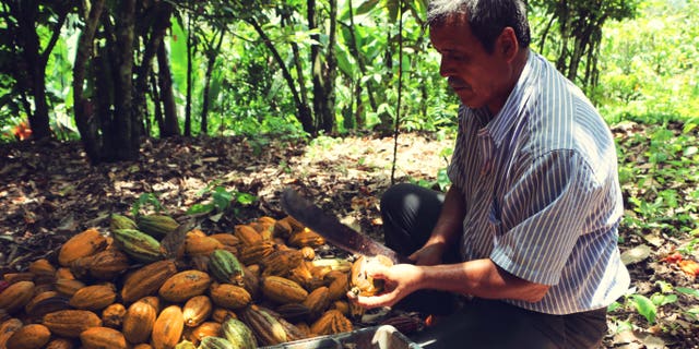 A farmer harvest a raw cacao pod.
