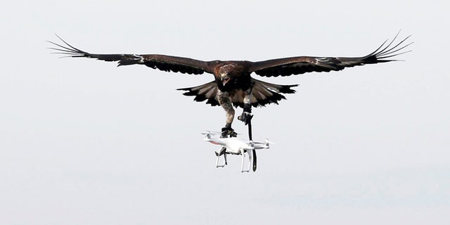 A golden eagle carries a flying drone away during a military training exercise at Mont-de-Marsan French Air Force base, Southwestern France, February 10, 2017. REUTERS/Regis Duvignau - RTX30HNX