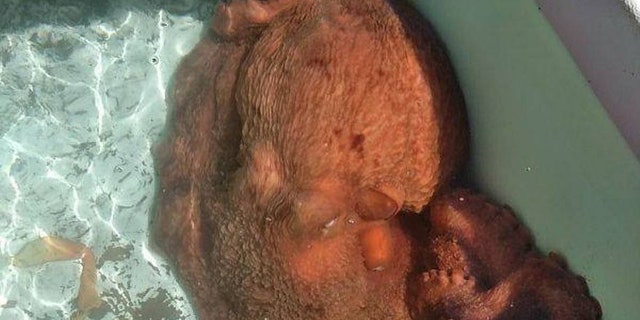 A fishmonger from California said he purchased a 70-pound octopus so he could release the "beautiful" creature.