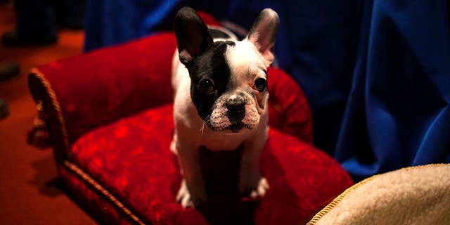 A French Bulldog puppy is seen in New York City, Jan. 31, 2014.