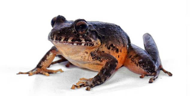 The Heredia robber frog, an endemic frog species,had not been sighted for three decades.