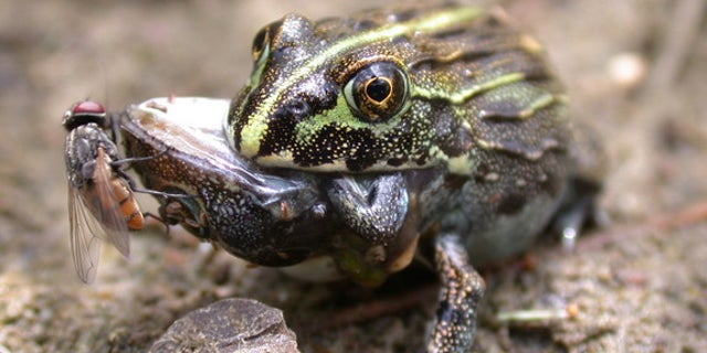 A large frog snacks on a smaller frog.