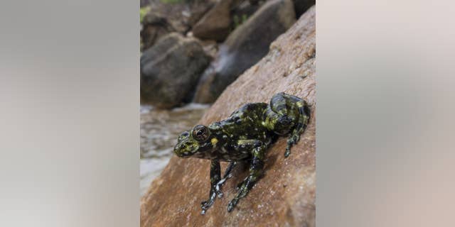 A new study finds that frog lineages diversified soon after the extinction of the dinosaurs.