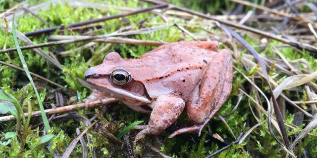 A wood frog is seen in Ohio, April 24, 2018. In a report released May 1, 2018, scientists have found that wood frogs, which don’t urinate in the winter, recycle urea, the main waste in urine, into useful nitrogen which keeps the small animals alive as they hibernate and freeze.