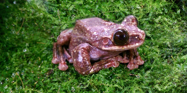 Toughie the frog (Atlanta Botanical Garden).
