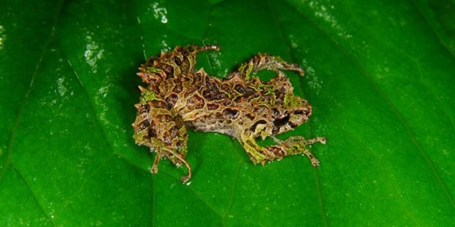 The newly found shape-shifting rain frog rests on a leaf.