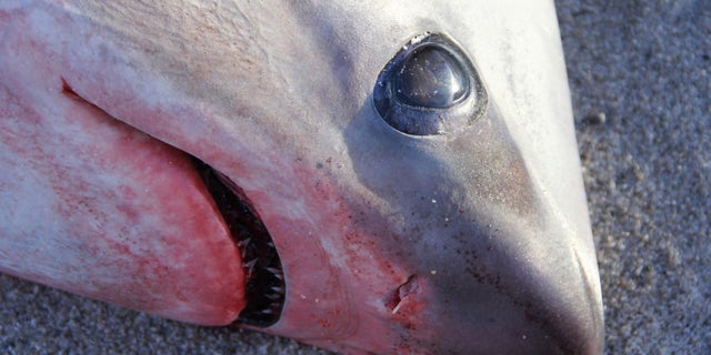 Two sharks were killed off the coast of Massachusetts in the frigid temperatures, according to the Atlantic White Shark Conservancy
