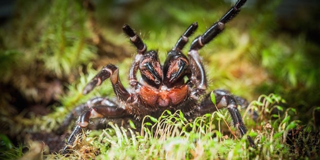 This unidentified funnel-web spider was discovered by scientists in New South Wales, Australia.