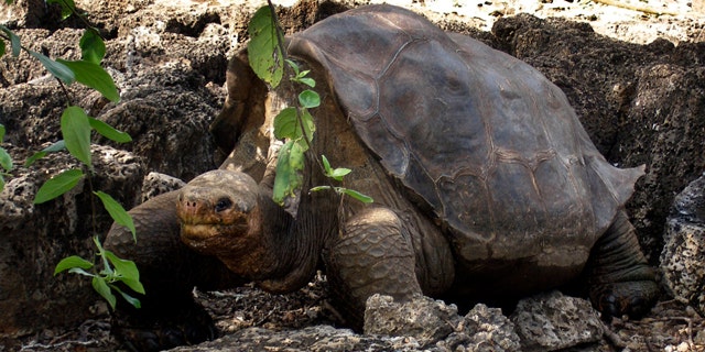 July 21, 2008: A giant tortoise named "Lonesome George" is seen in the Galapagos islands, an archipelago off Ecuador's Pacific coast.