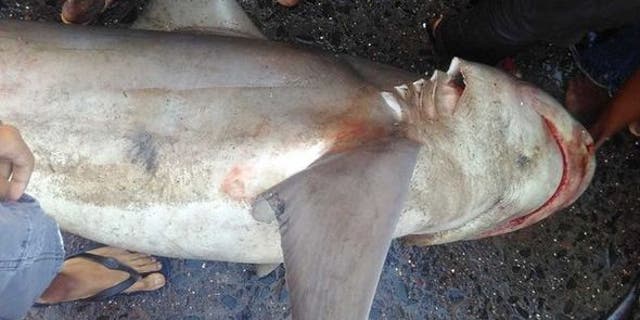 A shark that hasn't been seen in more than a decade was found at a fish market in Mumbai.