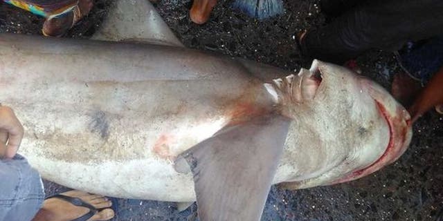 A shark that hasn't been seen in more than a decade was found at a fish market in Mumbai.
