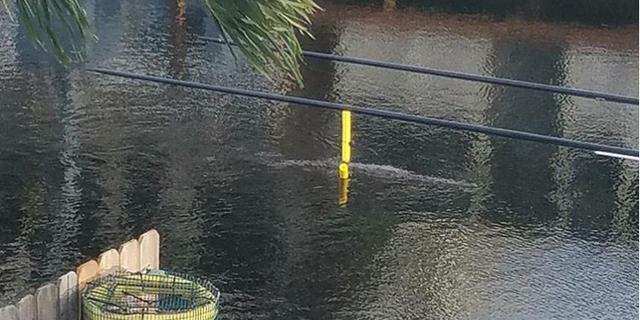 Victor Perez snapped photos of a crocodile crossing a Key Largo, Florida, canal in August using a floating device.