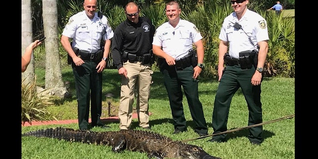 gator florida police