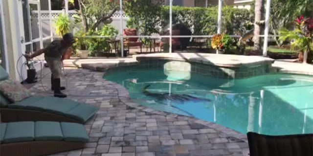 A Florida couple woke up Wednesday morning to find a 300-pound alligator in their pool.