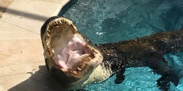 A 9-foot alligator being wrangled out of a pool in Odessa, Fla on April 19, 2018.