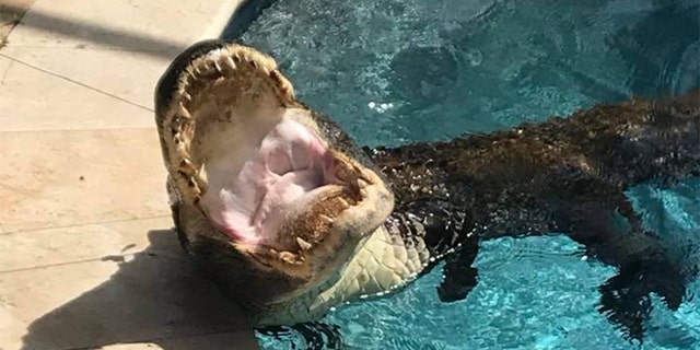 A 9-foot alligator being wrangled out of a pool in Odessa, Fla on April 19, 2018.