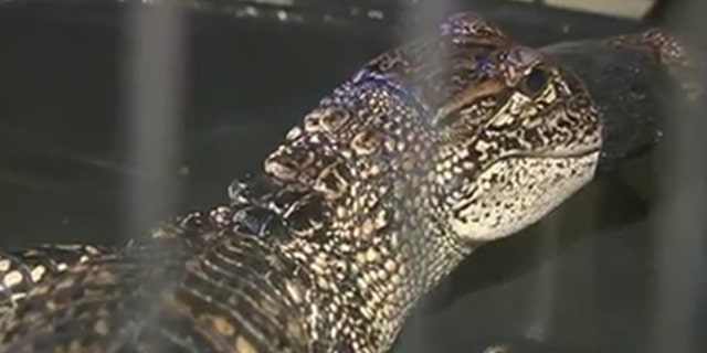 This 3 ½ foot alligator was captured in a stream that goes into the Guadalupe River.
