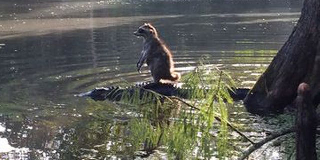 Richard Jones says he captured this photo of a raccoon resting on an alligator Saturday in Ocala, Fla.