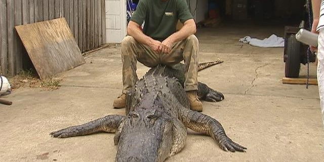 Tres Ammerman caught the mammoth beast just west of Melbourne, Fla., in the last hour of the last day of alligator hunting season, MyFoxOrlando.com reports.