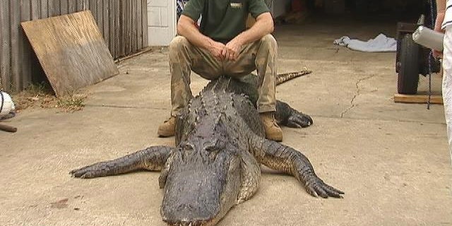Tres Ammerman caught the mammoth beast just west of Melbourne, Fla., in the last hour of the last day of alligator hunting season, MyFoxOrlando.com reports.