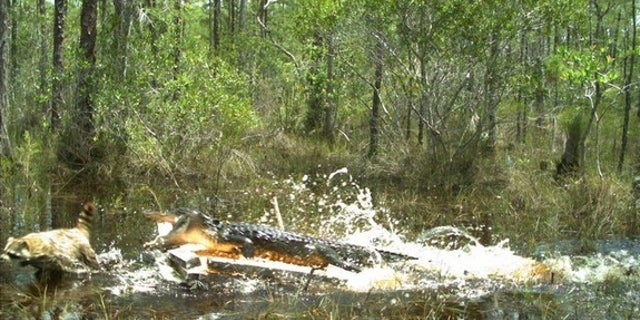 An alligator attacking a raccoon in the Florida Everglades.