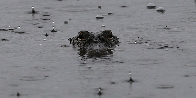 d945df00-gator