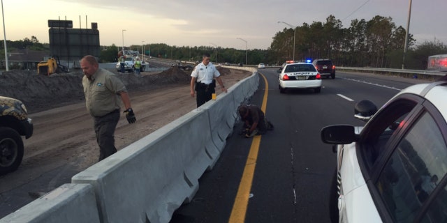 April 19, 2017: An alligator wound up on the Veterans Expressway in Tampa.