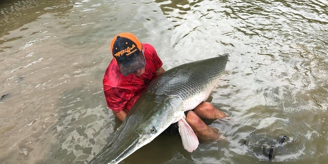 A fisherman holds an 8-foot-long alligator gar in Dallas, Texas.
