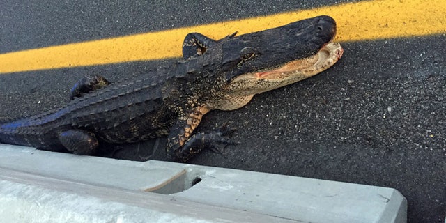 April 19, 2017: An alligator wound up on the Veterans Expressway in Tampa.