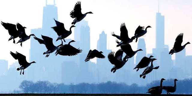 Jan. 6, 2013: This file photo shows geese flying over Lake Michigan at Montrose Beach in Chicago. The cost of six geese-a-laying spiked considerably this year, while most of the items in the carol The Twelve Days of Christmas, saw little to no increase, according to the 31st annual PNC Wealth Management Christmas Price Index. Six geese-a-laying now costs $360 versus $210 last year.