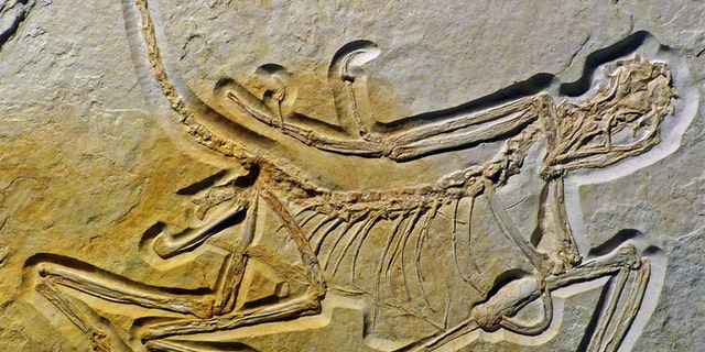 This may be the oldest known specimen of Archaeopteryx. Credit: Oliver Rauhut et al., PeerJ, https://doi.org/10.7717/peerj.4191