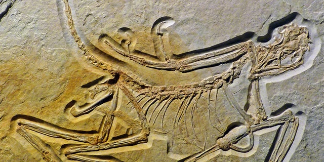 This may be the oldest known specimen of Archaeopteryx. Credit: Oliver Rauhut et al., PeerJ, https://doi.org/10.7717/peerj.4191