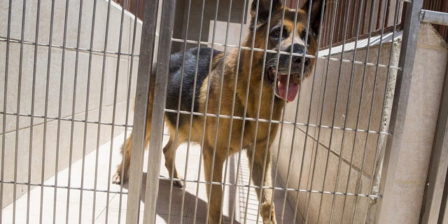 Police say a 2-week-old girl in Ohio has died after the family's German shepherd got loose from a kitchen area where it had been penned in and bit her. This photo shows a German shepherd in 2015.