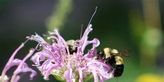 This photo shows a rusty patched bumblebee on Aug. 14, 2008, in Peoria, Ill. (AP Photo/Johanna James-Heinz)