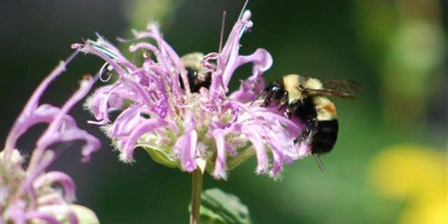 This photo shows a rusty patched bumblebee on Aug. 14, 2008, in Peoria, Ill. (AP Photo/Johanna James-Heinz)