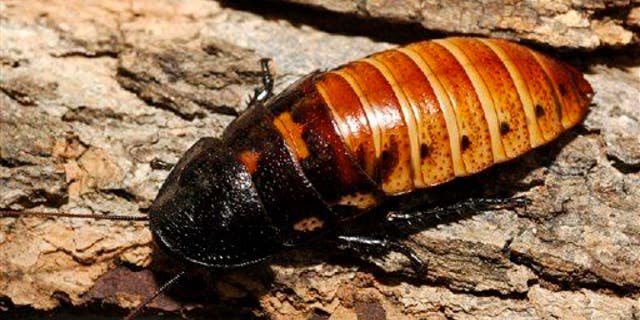 In this 2005 photo released by the Wildlife Conservation Society, a Madagascar hissing cockroach (not the roach in question) crawls on some bark at the Bronx Zoo in New York.