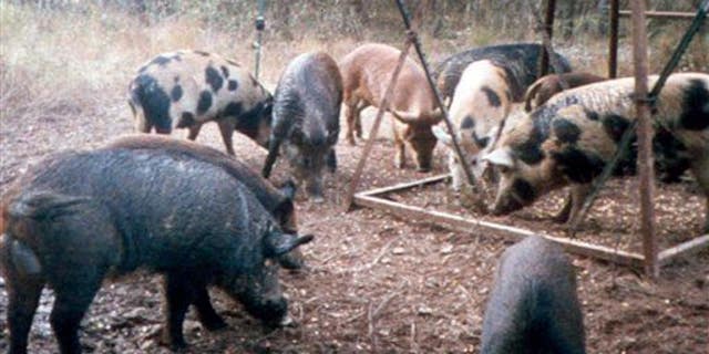 This photo shows feral hogs eating corn at a deer feeder near Overton, Texas.