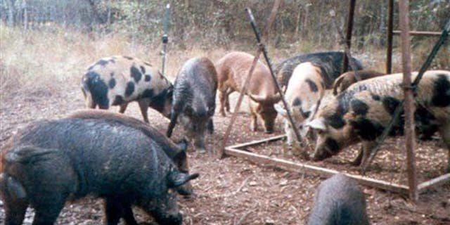 This photo shows feral hogs eating corn at a deer feeder near Overton, Texas.
