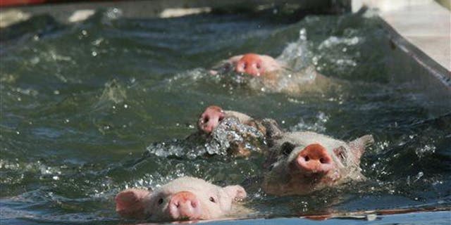 Four pigs not from Pig Beach swim across a trough of water in McDonough Ga.