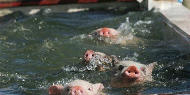 Four pigs not from Pig Beach swim across a trough of water in McDonough Ga.