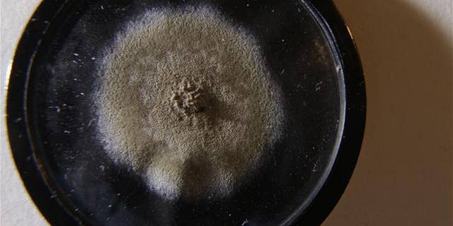 This disc of mold sold at auction in London on Wednesday for nearly $15K.