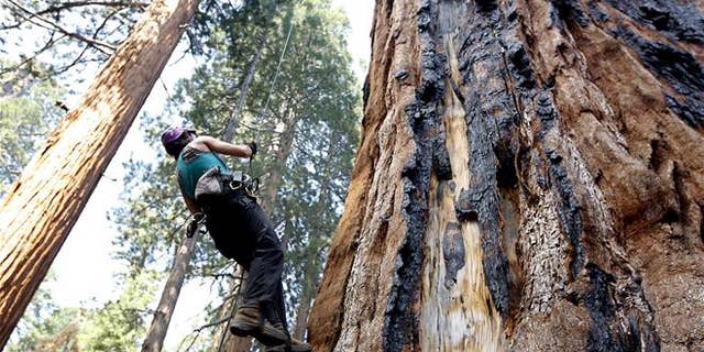 A tree biologist climbs a Giant Sequoia to retrieve a sensor that measures temperature and humidity near Visalia, Calif.