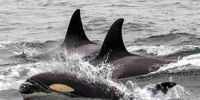 A pod of orcas in Monterey Bay offshore of Monterey, Calif. Killer whales are on an unprecedented killing spree in the bay, attacking and feeding on gray whale calves, a marine biologist said.