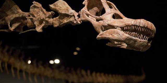 A replica of a 122-foot-long dinosaur is displayed at the American Museum of Natural History in New York.