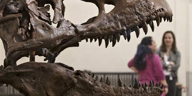 A Tyrannosaurus rex at the Smithsonian Museum of Natural History in Washington.